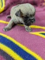 Twist- On Hold , a male Pugapoo for sale in Sparta, KY – 2 of 7