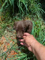 Coco , a male Australian Shepherd and Labrador Retriever for sale in Sparta, KY – 3 of 3