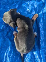 Daisy, a female Chiweenie for sale in Sparta, KY – 3 of 3