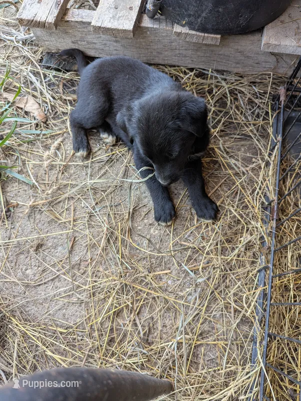 Dexter  – Australian Shepherd, Labrador Retriever puppy for sale in Sparta, KY