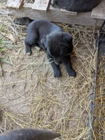 Dexter , a male Australian Shepherd and Labrador Retriever for sale in Sparta, KY – 1 of 3