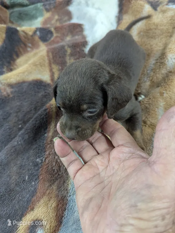 Hershey  – Rat Terrier, Chihuahua puppy for sale in Sparta, KY
