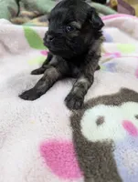 Flicka, a female Pugapoo for sale in Sparta, KY – 2 of 8
