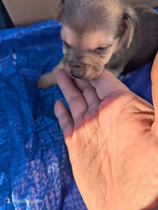 Triton  – Chiweenie puppy for sale in Sparta, KY