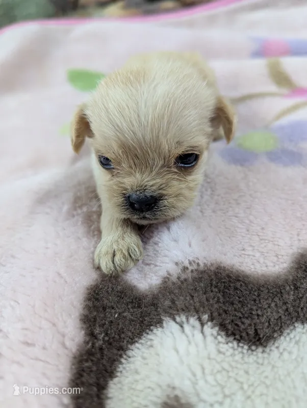 Marshmallow - On Hold – Pugapoo puppy for sale in Sparta, KY