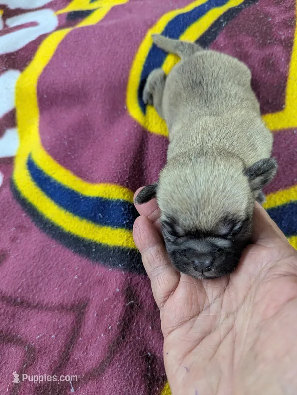 Twist – Pugapoo puppy for sale in Sparta, KY