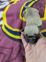 Twist- On Hold , a male Pugapoo for sale in Sparta, KY – 4 of 7
