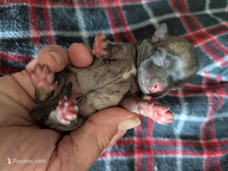 Serenity  – Pugapoo puppy for sale in Sparta, KY
