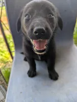 Ajax, a male Australian Shepherd and Labrador Retriever for sale in Sparta, KY – 2 of 3