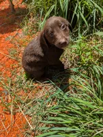 Rusty , a male Australian Shepherd and Labrador Retriever for sale in Sparta, KY – 2 of 3
