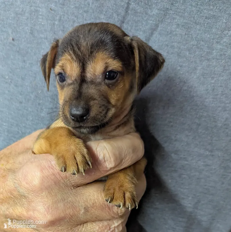 Jax – Chiweenie puppy for sale in Sparta, KY