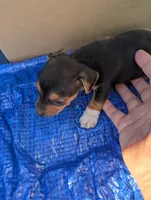 Delilah , a female Chiweenie for sale in Sparta, KY – 2 of 2