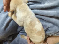 Calvin, a male Border Collie and Puggle for sale in Sparta, KY – 3 of 3