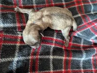 Serenity , a female Pugapoo for sale in Sparta, KY – 2 of 2