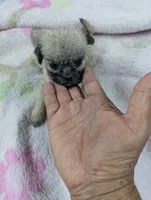 Serenity , a female Pugapoo for sale in Sparta, KY – 3 of 9
