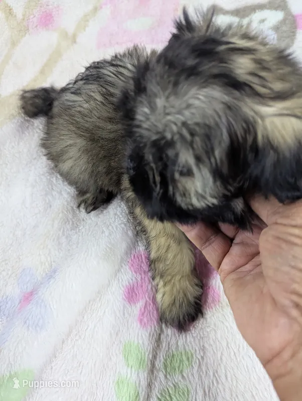 Flicka – Pugapoo puppy for sale in Sparta, KY
