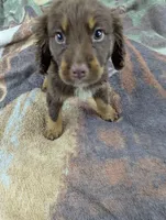 Ajax, a male English Springer Spaniel and German Shepherd Dog for sale in Sparta, KY – 1 of 2