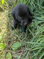 Brody , a male Australian Shepherd and Labrador Retriever for sale in Sparta, KY – 2 of 3