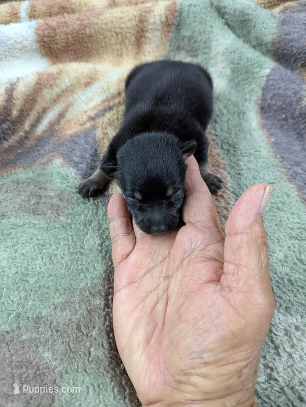 Martin – Chihuahua puppy for sale in Sparta, KY