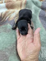 Martin, a male Chihuahua for sale in Sparta, KY – 1 of 3