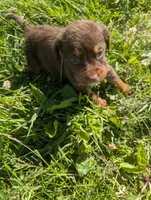 Ace, a male English Springer Spaniel and German Shepherd Dog for sale in Sparta, KY – 3 of 4