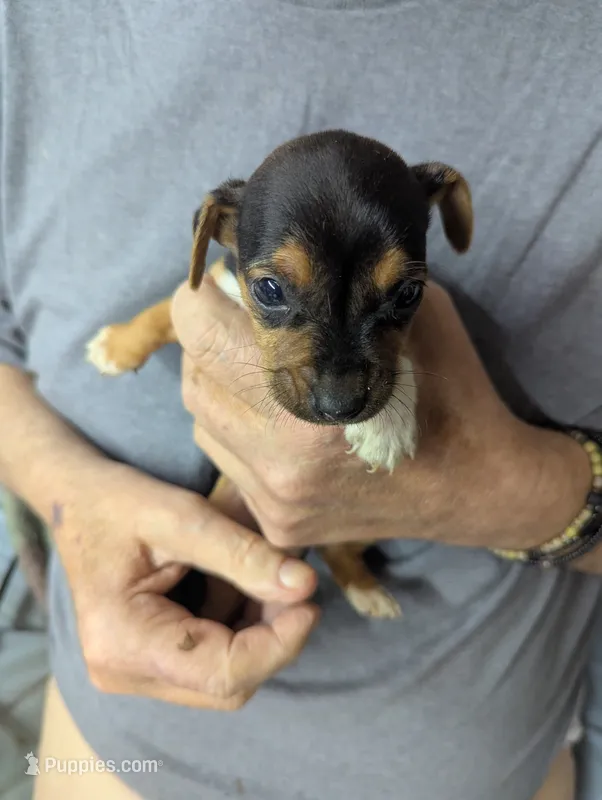 Hayden , a male Chiweenie for sale in Sparta, KY – 1 of 4