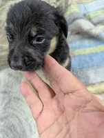 Finn, a male Border Collie and German Shepherd Dog for sale in Sparta, KY – Photo 1 of 4