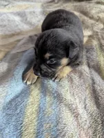 Finn, a male German Shepherd Dog for sale in Sparta, KY – Photo 3 of 3