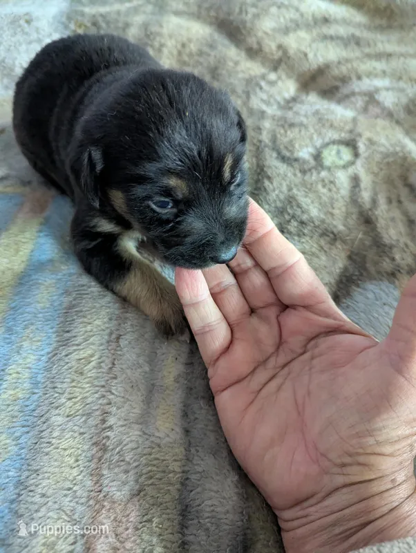 Finn – German Shepherd Dog puppy for sale in Sparta, KY