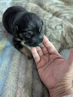 Finn, a male German Shepherd Dog for sale in Sparta, KY – Photo 1 of 3