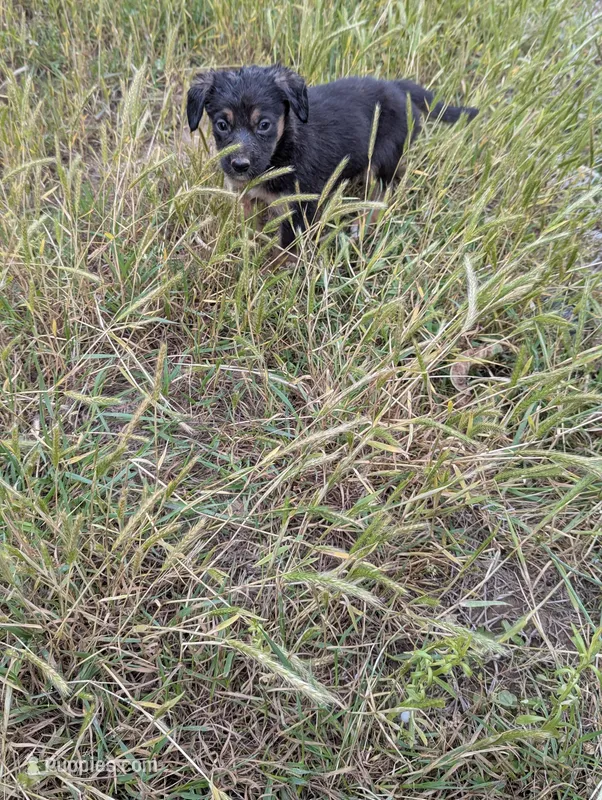 Finn – Border Collie, German Shepherd Dog puppy for sale in Sparta, KY