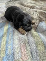 Finn, a male German Shepherd Dog for sale in Sparta, KY – Photo 2 of 3