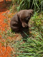 Coco , a male Australian Shepherd and Labrador Retriever for sale in Sparta, KY – 2 of 3