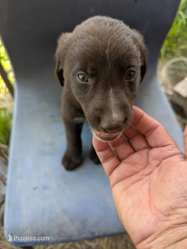 Rusty  – Australian Shepherd, Labrador Retriever puppy for sale in Sparta, KY