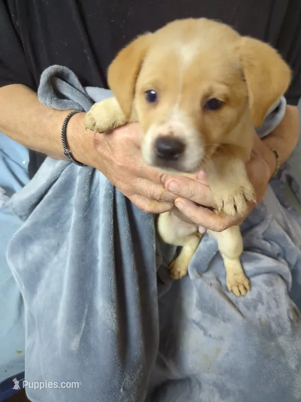 Cameo, a female Border Collie and Puggle for sale in Sparta, KY – 1 of 3