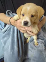 Cameo, a female Border Collie and Puggle for sale in Sparta, KY – 1 of 3