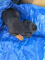 Dexie, a female Chiweenie for sale in Sparta, KY – 2 of 2