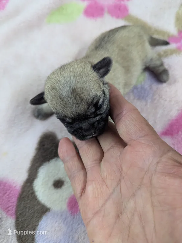 Serenity  – Pugapoo puppy for sale in Sparta, KY