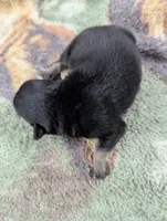 Martin, a male Chihuahua for sale in Sparta, KY – 3 of 3