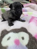 Flicka, a female Pugapoo for sale in Sparta, KY – 3 of 8