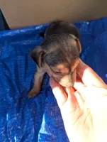 Jax, a male Chiweenie for sale in Sparta, KY – 1 of 2