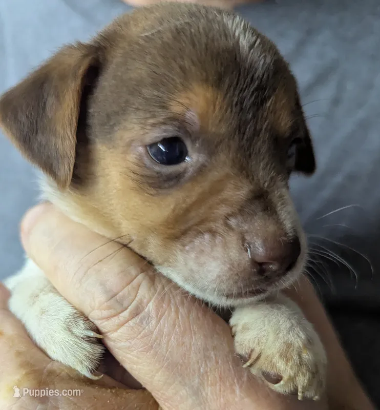 Spirit  – Chiweenie puppy for sale in Sparta, KY