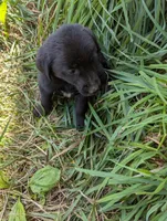 Brody , a male Australian Shepherd and Labrador Retriever for sale in Sparta, KY – 3 of 3