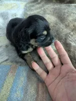 Ciara, a female German Shepherd Dog for sale in Sparta, KY – Photo 3 of 3