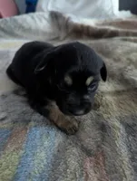 Ciara, a female German Shepherd Dog for sale in Sparta, KY – Photo 2 of 3