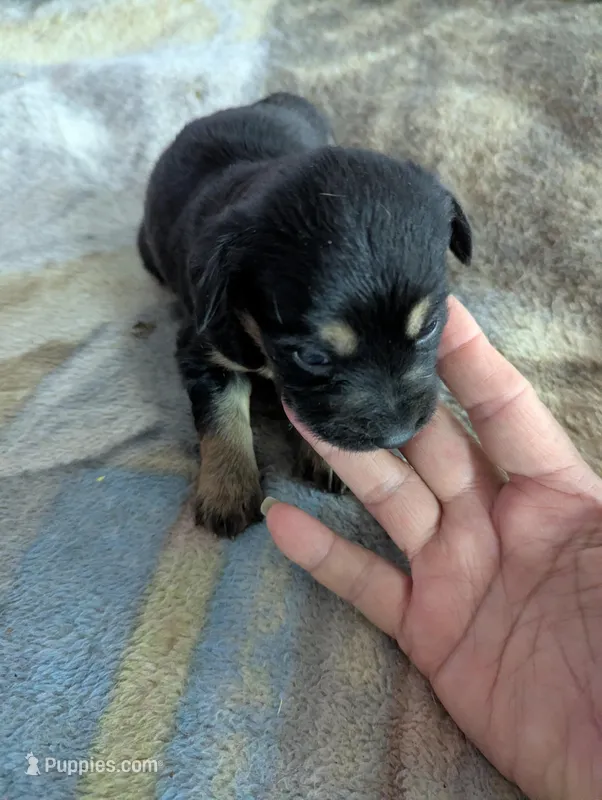 Ciara – German Shepherd Dog puppy for sale in Sparta, KY