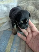 Ciara, a female German Shepherd Dog for sale in Sparta, KY – Photo 1 of 3