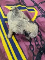 Serenity , a female Pugapoo for sale in Sparta, KY – 4 of 9