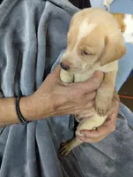Calvin, a male Border Collie and Puggle for sale in Sparta, KY – 2 of 3