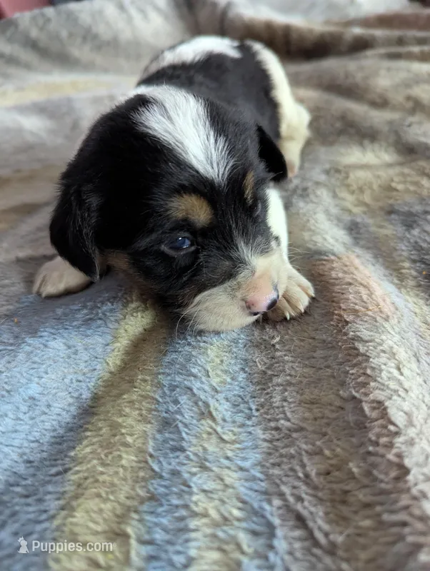 Connor – German Shepherd Dog puppy for sale in Sparta, KY